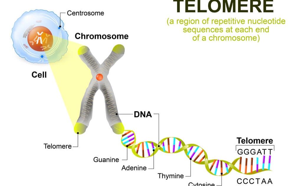 telomere test