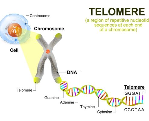 telomere test