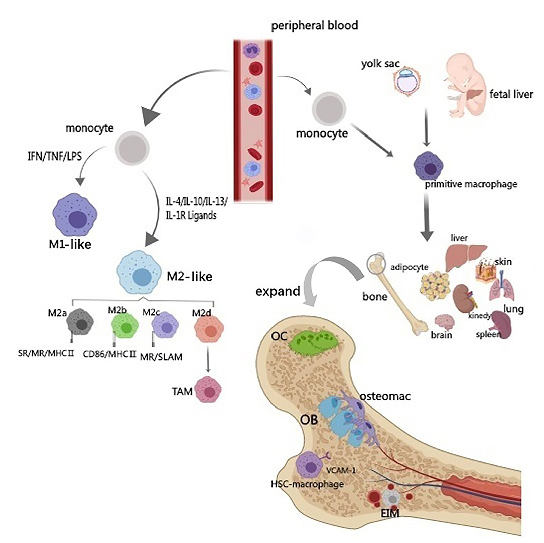 bone marrow mesenchymal stem cells BMSC