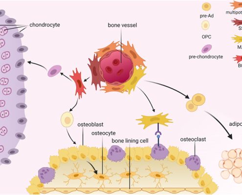 bone marrow mesenchymal stem cells BMSC