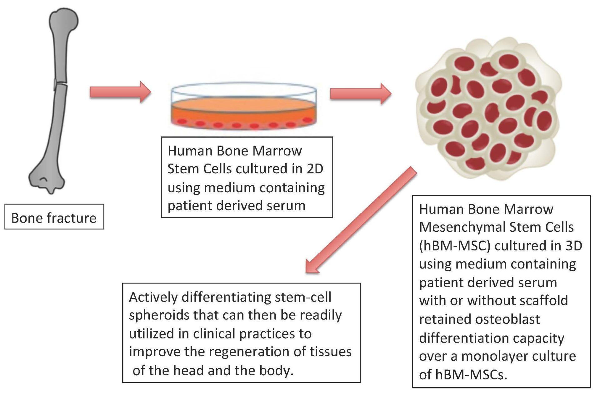 Scientific overview of bone marrow mesenchymal stem cells and regenerative medicine pathways